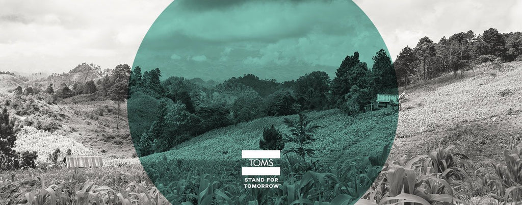 Sustainability at TOMS